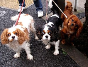 786px-Cavalier_King_Charles_Spaniel_trio