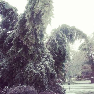 The largest of the trees in our front yard split into thirds from the weight of the ice. 