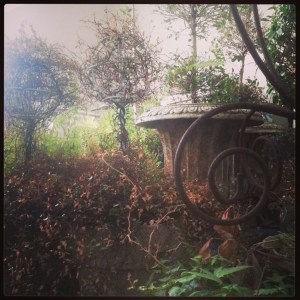 My office is now a garden