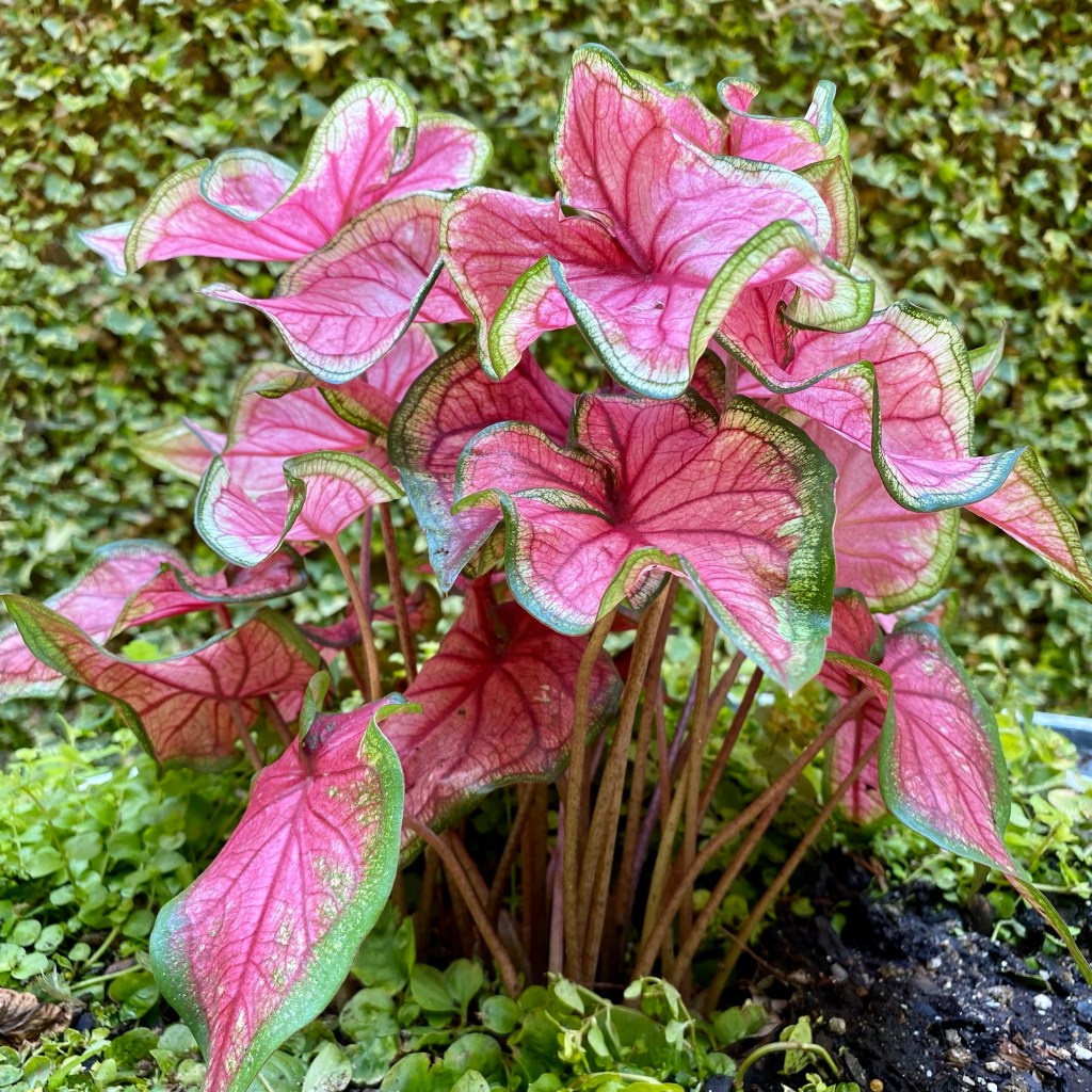 Being transformed in Christ is&nbsp;lifelong